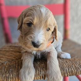 Acadia - Apricot female Goldendoodle puppy in Tucson, Arizona from Ever After Doodles Arizona