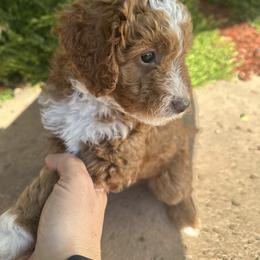 Labradoodle Puppies from California Double Doodles