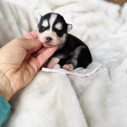 Cosmopawlitan - Black and white female Pomsky puppy in Yavapai County, Arizona from Pawsh Pomskies