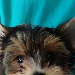 Yorkshire Terrier Puppies from Barb's Luvayorkie