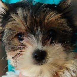 Yorkshire Terrier Puppies from Barb's Luvayorkie