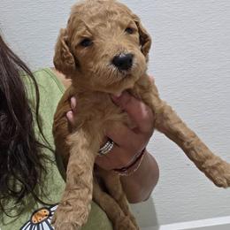 Ollie - Apricot male Goldendoodle puppy in Milwaukwe, Wisconsin from Wisconsin Doodles