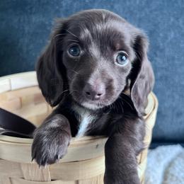 Brownie - Chocolate female Dachshund puppy in Ocala, Florida from Weenie Boops