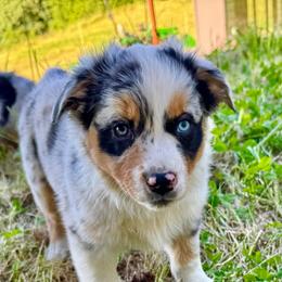Millie - Blue merle female Australian Shepherd puppy in St. Paul, Oregon from Raybell Ridge Farm