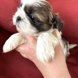 Rusty - Tricolor male Shih Tzu puppy in Lakeland, Florida from Sunshine Shih Tzus