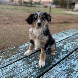 Aussiedoodle and Australian Shepherd Puppies from Dark Water Standards