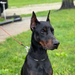 BIGGIE - Doberman Pinscher