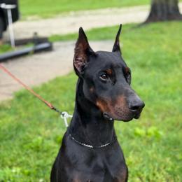 BIGGIE - Doberman Pinscher