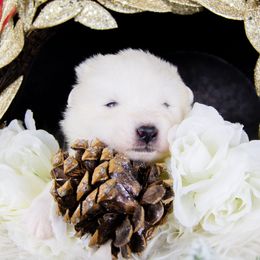 Rolo - White and biscuit male Samoyed puppy in West Jordan, Utah from Rocky Mountain Samoyeds