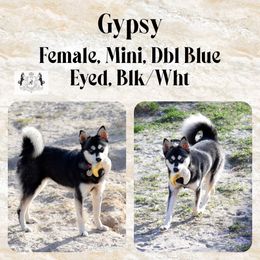 Gypsy - Alaskan Klee Kai