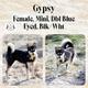 Gypsy