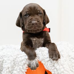 Ranger - German Shorthaired Pointer puppy from Moore Family GSPs