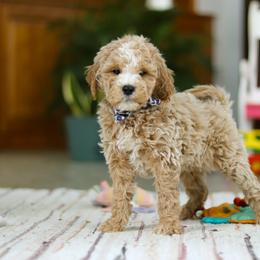 Drake - Apricot male Goldendoodle puppy in Applecreek, Ohio from Pleasant Acre Farms