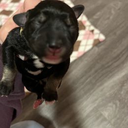 Miniature Schnauzer Puppies from S & S Miniature Schnauzer