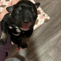 Miniature Schnauzer Puppies from S & S Miniature Schnauzer