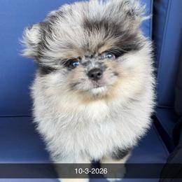Miracle 4500 - Blue merle male Pomeranian puppy in Long Island, New York from Minipaws kennel