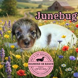 JUNEBUG - Dapple female Dachshund puppy in Columbia, Louisiana from Diamond 5R Ranch AKC & CKC Miniature Dachshunds