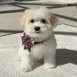 Maltipoo Puppies from Julia Ratnikova