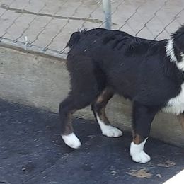 Australian Shepherds from M & D Aussies