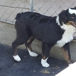 Australian Shepherds from M & D Aussies