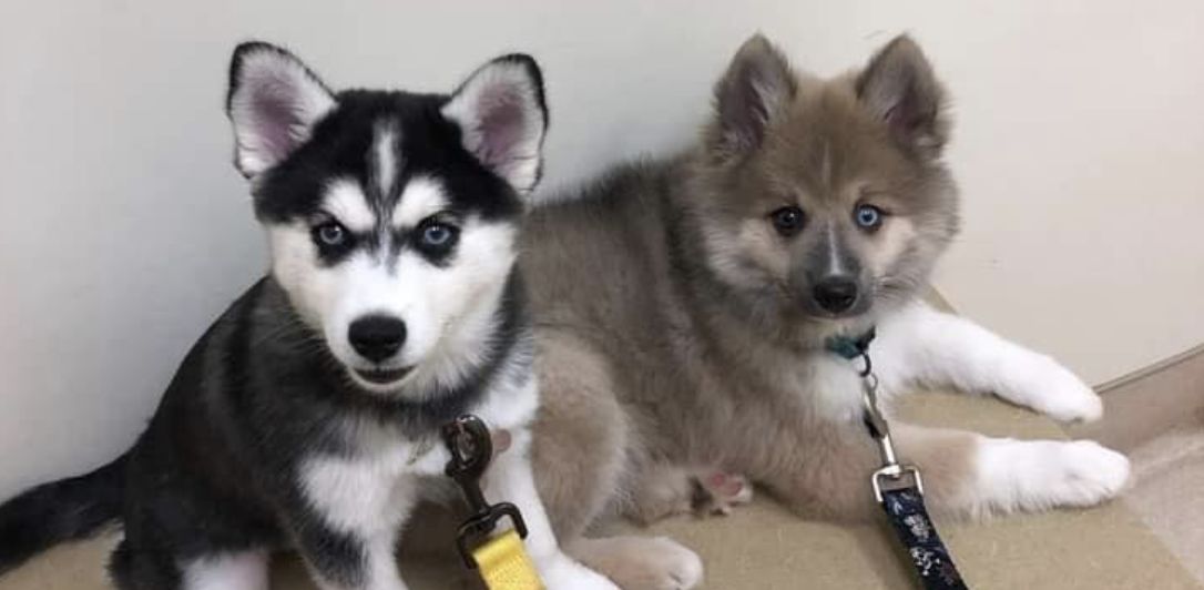 L&B Pomsky’s In Virginia | Pomsky Puppies | Good Dog