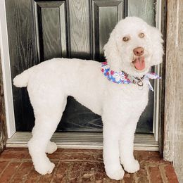 Aussiedoodles, Bernedoodles, and Poodles from Magnolia Grove Doodles