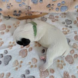 Black mask  black on ear boy team green - Tri-colored male Parson Russell Terrier puppy in Phelan, California from Elite Parson Russells