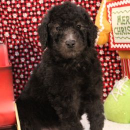 Naan - Silver female Poodle puppy in Peyton, Co, Usa, Colorado from Peyton Poodles