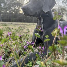 Weimaraner Puppies from Three Oak’s Kennel