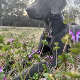 Weimaraner Puppies from Three Oak’s Kennel