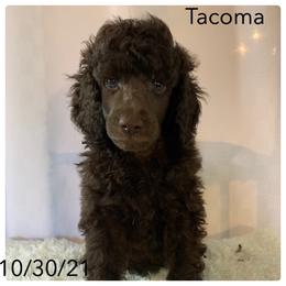 Poodle Puppies from Park Vista Poodles