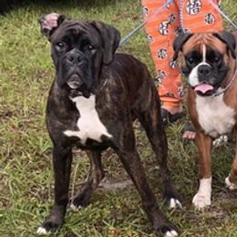 Boxers from Baby Bliss Boxers