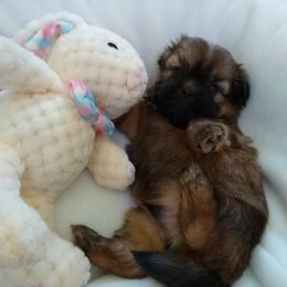 Great Dane and Shih Tzu Puppies from Empire Royalty and Majestic Dane