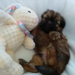 Great Dane and Shih Tzu Puppies from Empire Royalty and Majestic Dane