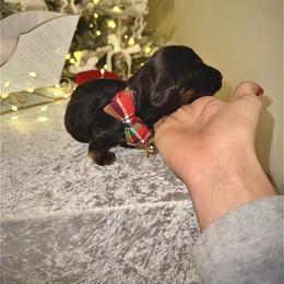 Dachshund Puppies from Doodle Bugs Doxies