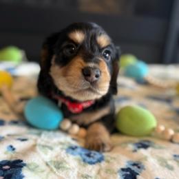 Bob - Black and tan male Dachshund puppy in Morristown, Tennessee from Hillside Hounds