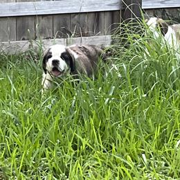Saint Bernard Puppies from Misstree’s St. Bernards