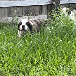 Saint Bernard Puppies from Misstree’s St. Bernards