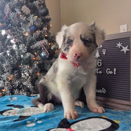 Zoey - Blue merle female Border Collie puppy in Gary, Indiana from Lake Ridge Border Collies