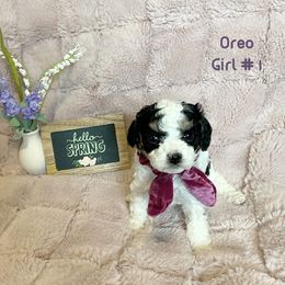 Cavapoo Puppies from Parke Cavapoo’s