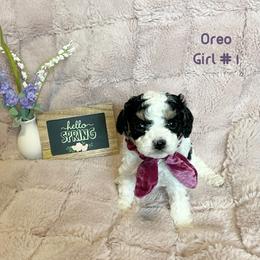 Cavapoo Puppies from Parke Cavapoo’s