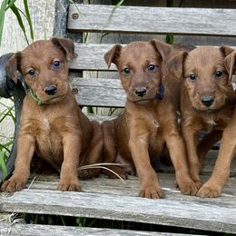 Irish Terrier and Scottish Terrier Puppies from Avonlea Terriers