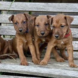 Irish Terrier and Scottish Terrier Puppies from Avonlea Terriers
