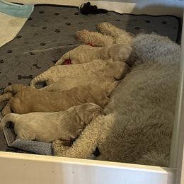 Goldendoodle puppies from Kathy's Doodles