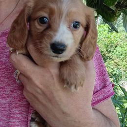 Myra - Red female Dachshund puppy in Uhrichsville, Ohio from Stillwater Dachshunds