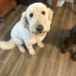 Goldendoodle All Grown Up from Spring Prairie Doodles