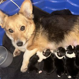 Kimber - Pembroke Welsh Corgi