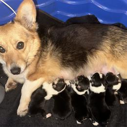 Kimber - Pembroke Welsh Corgi