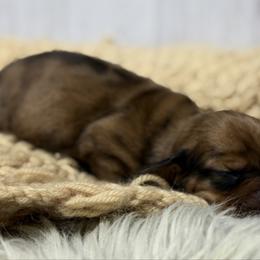 Elena - Dapple female Dachshund puppy in Greenup, Kentucky from Tygart Creek Dachshunds