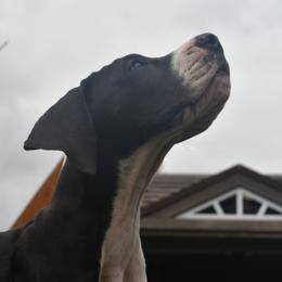 Great Dane Puppies from Gigantes de Cervantes